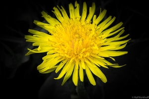 Dandelion