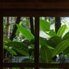 Jungleview