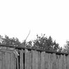 Old Cabin
