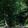 Holzsteg