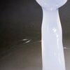 Phallus