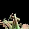 Dancer