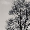 Winter Tree