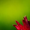Red Beauty