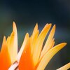 Blossum