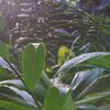 Rainforest