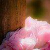 RoseDoor