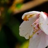 Kirschblüte