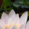 RoseRose