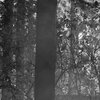 Mystic Forest