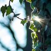 SunnyIvy