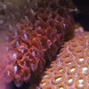 Korallen