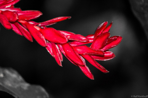 Tinted Red