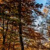 Painted Forest