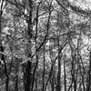 Herbstwald