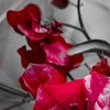 Just Red