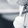 Hängeblume