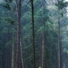 RainForest