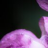 FlowerPower