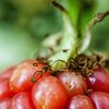 Brombeere