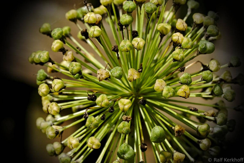 Knospen