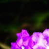 The Glow