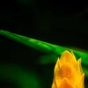 Yellow Glow