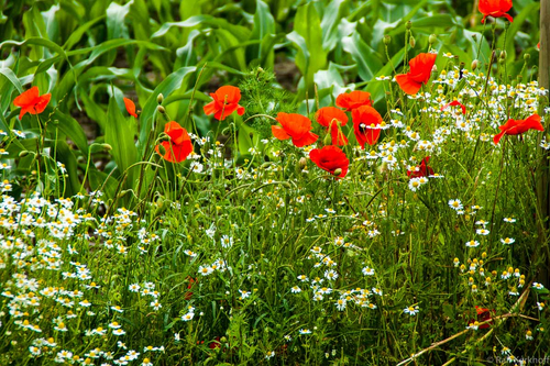 Mohn
