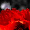 Red Pop