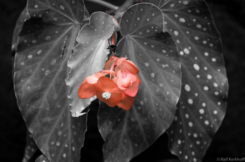 RedTint