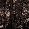Mystic Forest