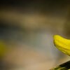 Blüten