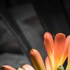 Colors
