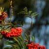 Berries