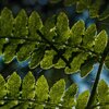 Fern