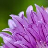 Staudenblüte