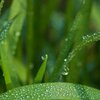 Drops