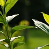 Sunny Plant