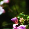 Sommertraum