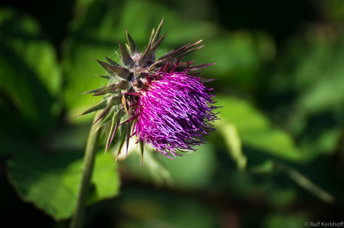 Distel