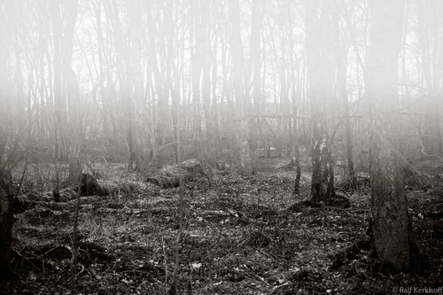 Foggy Forest