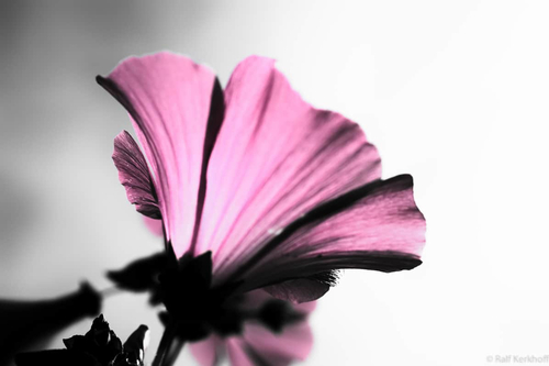 ThePlant
