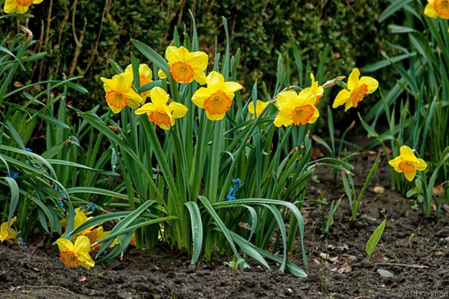 FlowerPower
