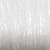 Foggy Forest