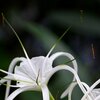 White Arms