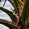 Palm