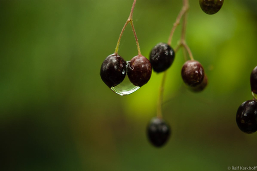 Droplet