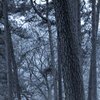 Cold Forest