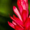Rote Pracht