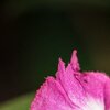 Vollblüte